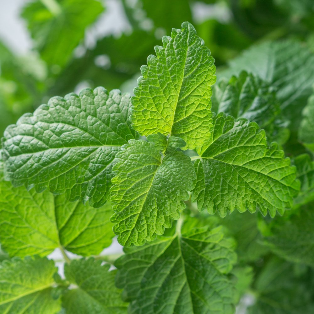 Esencia aromatica de melisa